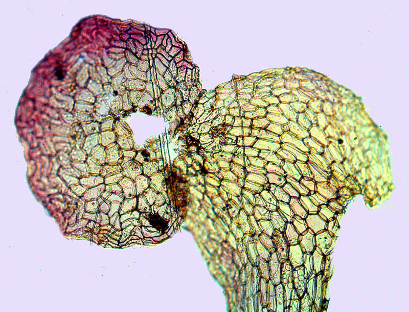 Conocephalum salebrosum